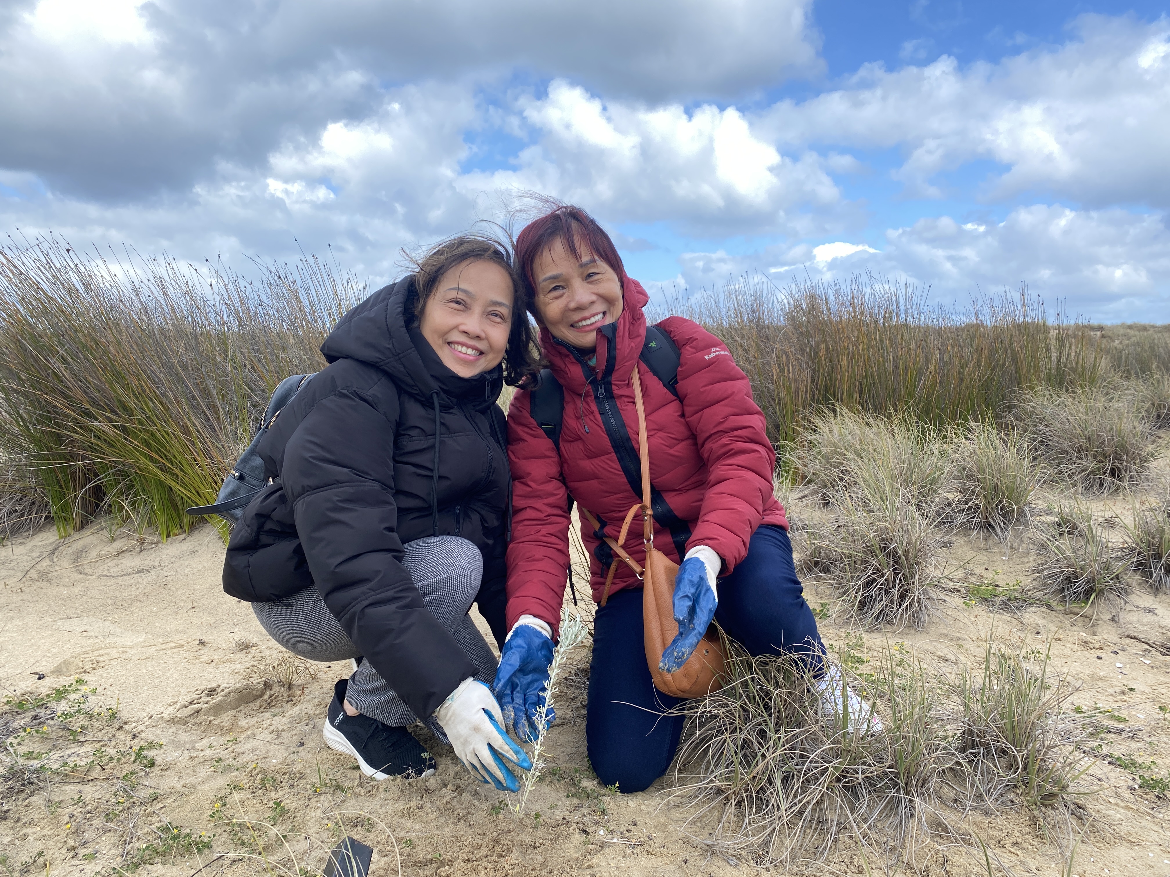 dune restoration day at Pickles St dunes with AMEP students from Glen Eira Adult Learning Centre