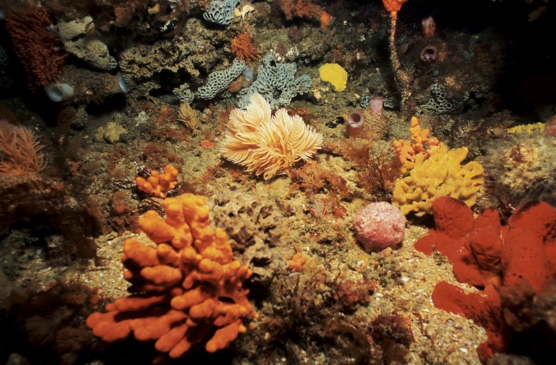 Photo underwater of seafloor sponge reef. Credit Matt Edmunds