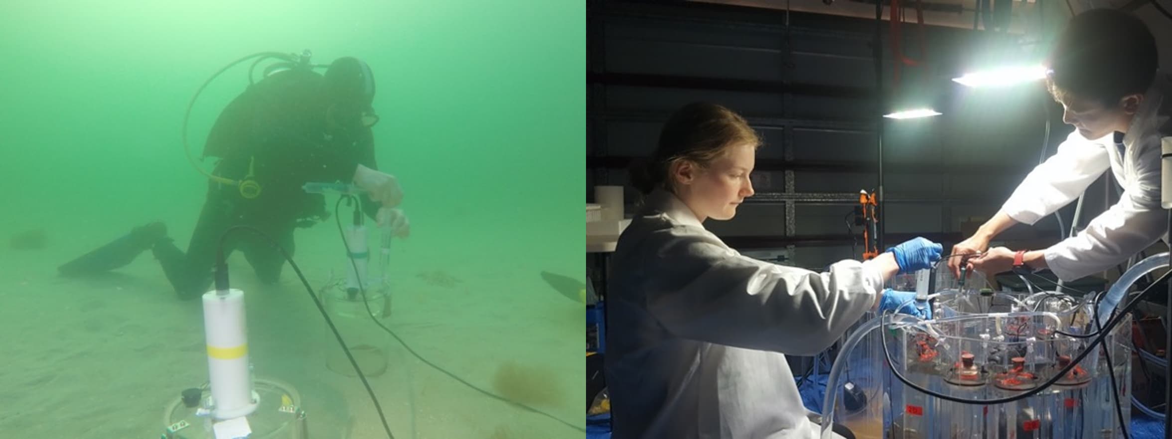 Field sampling of a benthic sediment chamber by a Fathom Pacific diver and Laboratory sampling of sediment cores as part of the incubation experiments.