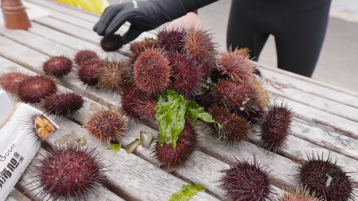 bundle of urchins