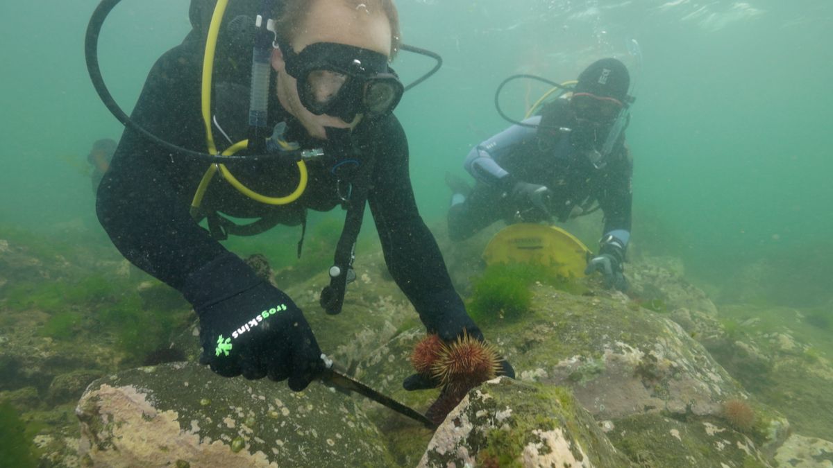 diver removing urchins from the reef