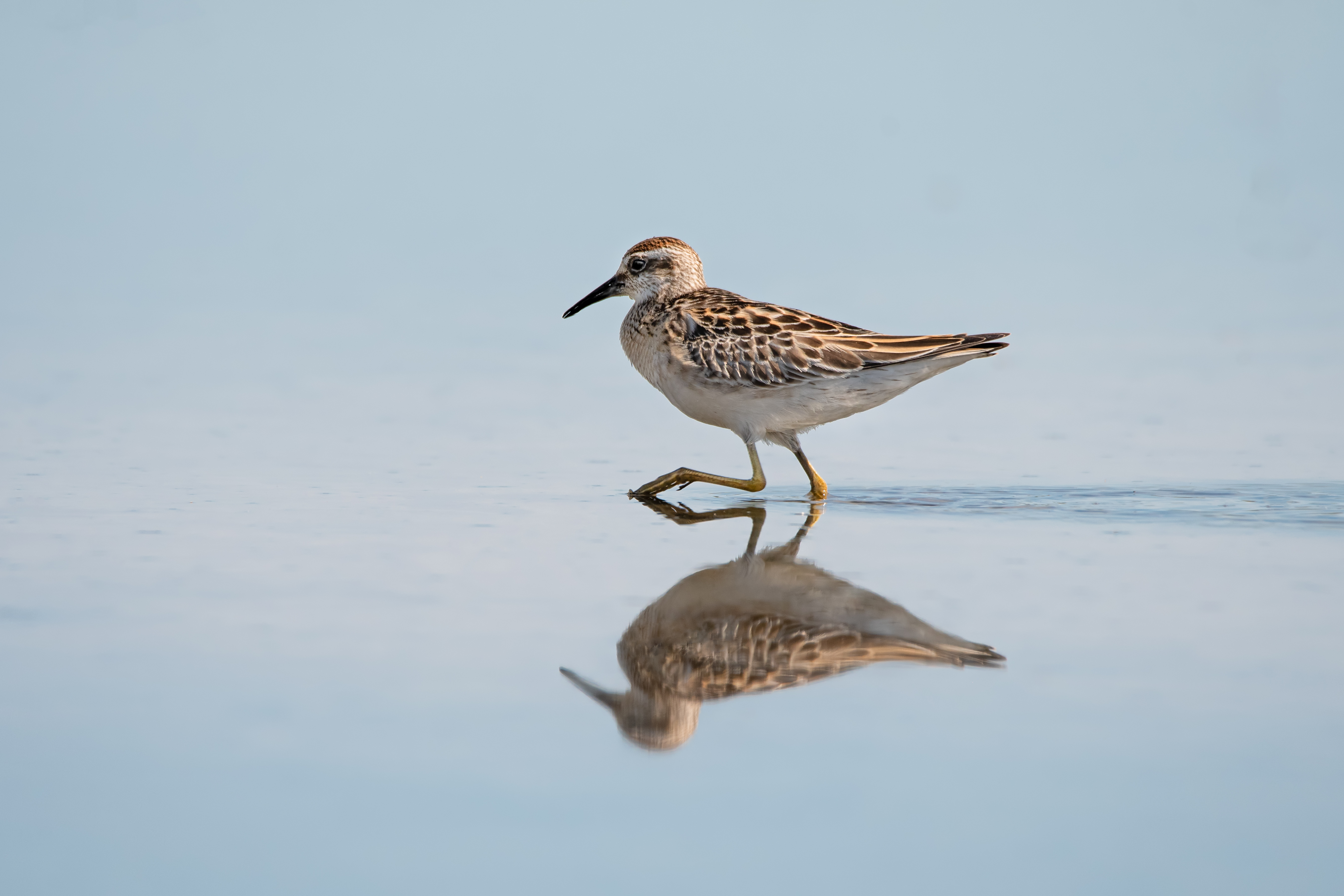 Photo of a Sandpiper walking through shallow water