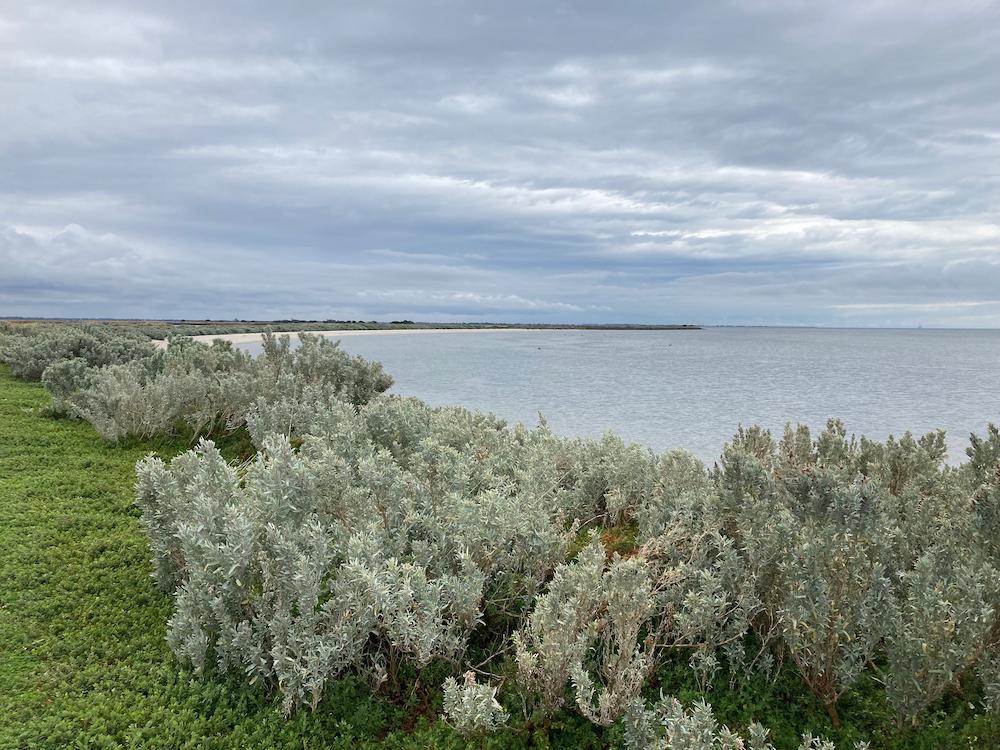 Looking across Port Phillip Bay from the Western Treatment Plant. There is green scrub on the foreshore and the sky is cloudy.