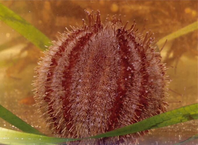 Image of an urchin with some sea grass blades below and in the background