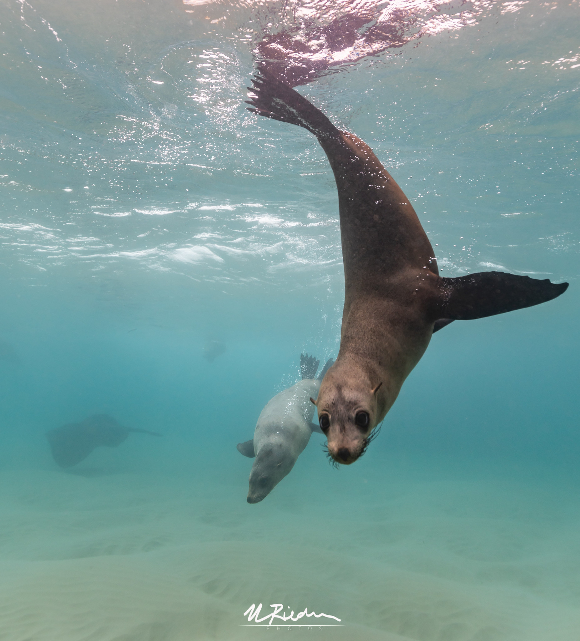 Photograph of seals underwater