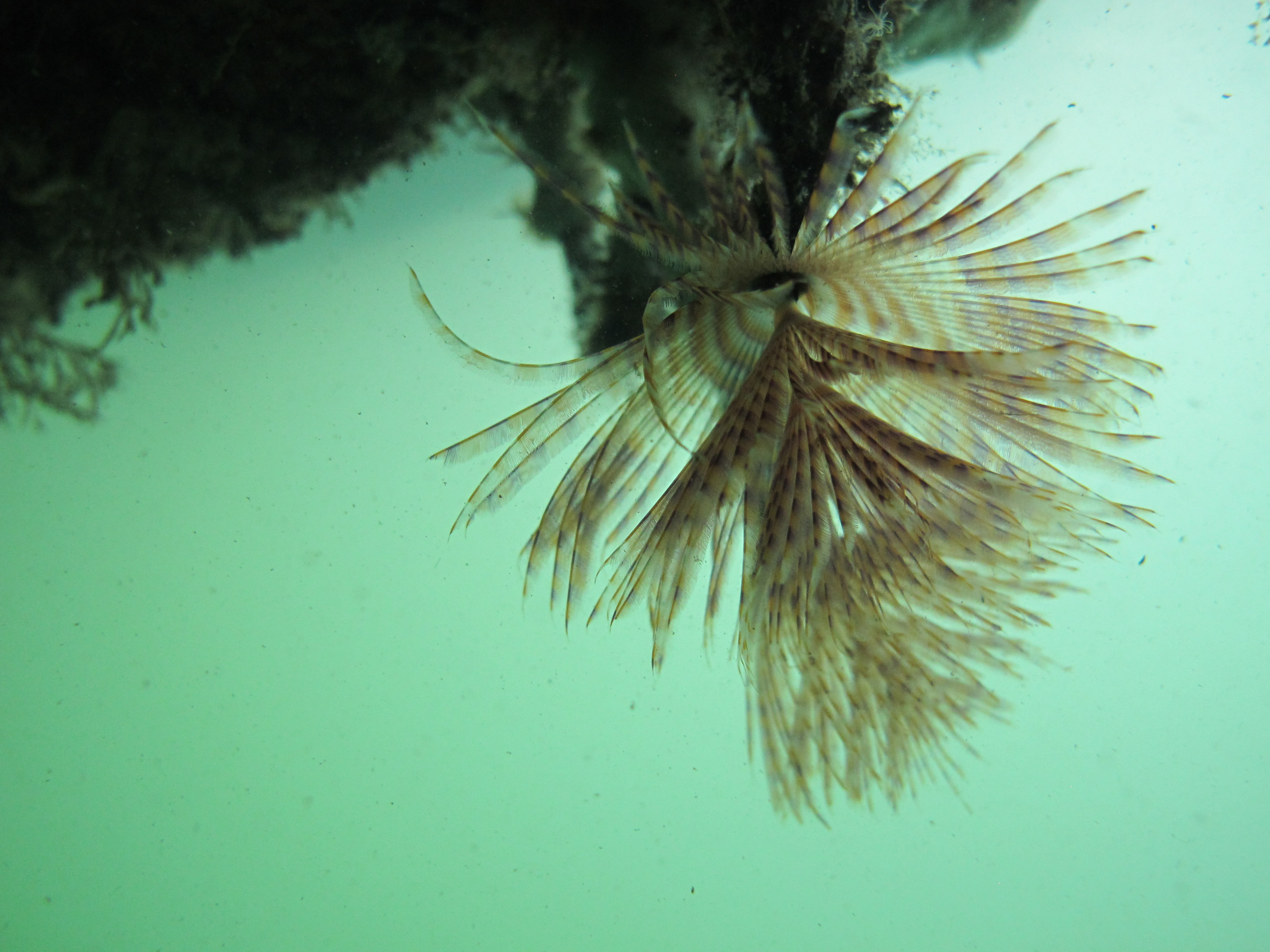 Image of a European fanworm, upside down, hanging from a rock