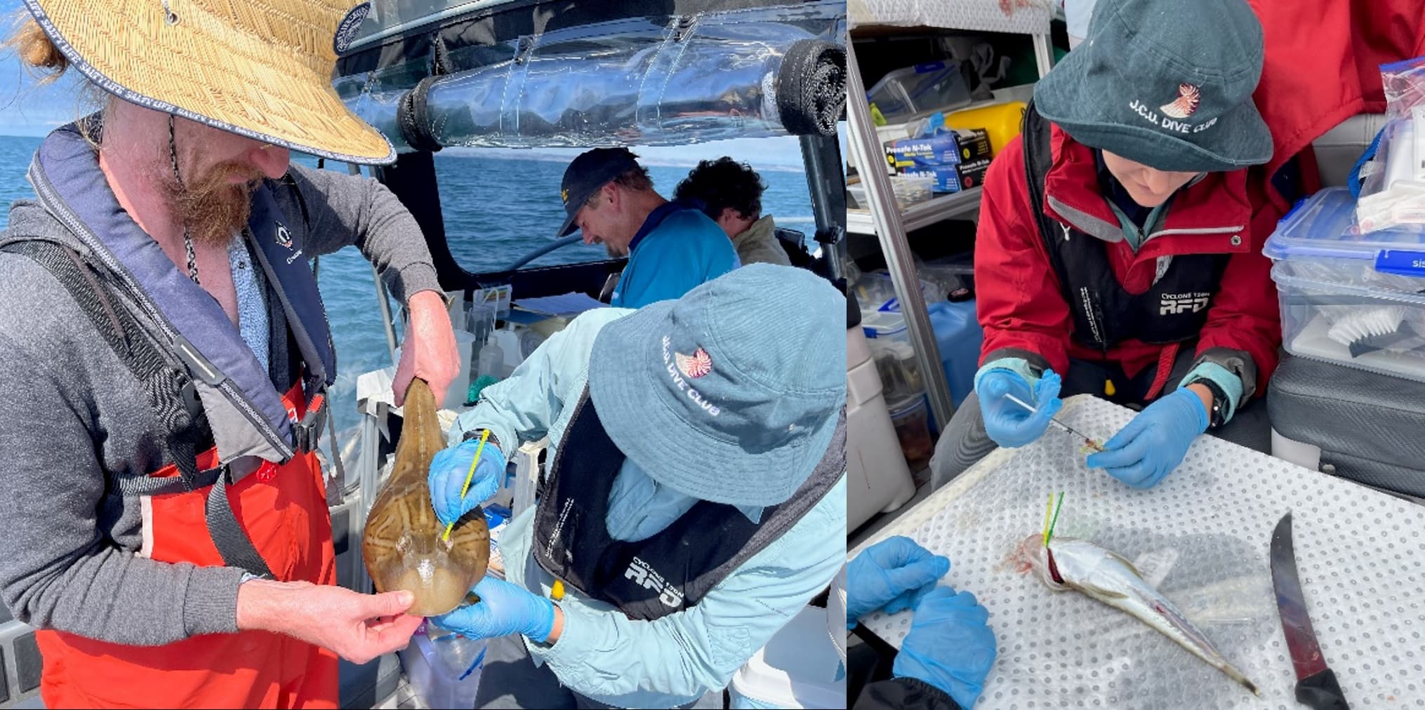 ecotoxicological analysis and sampling of blood from sand flathead