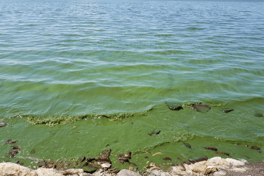 Image of water showing eutrophication.
