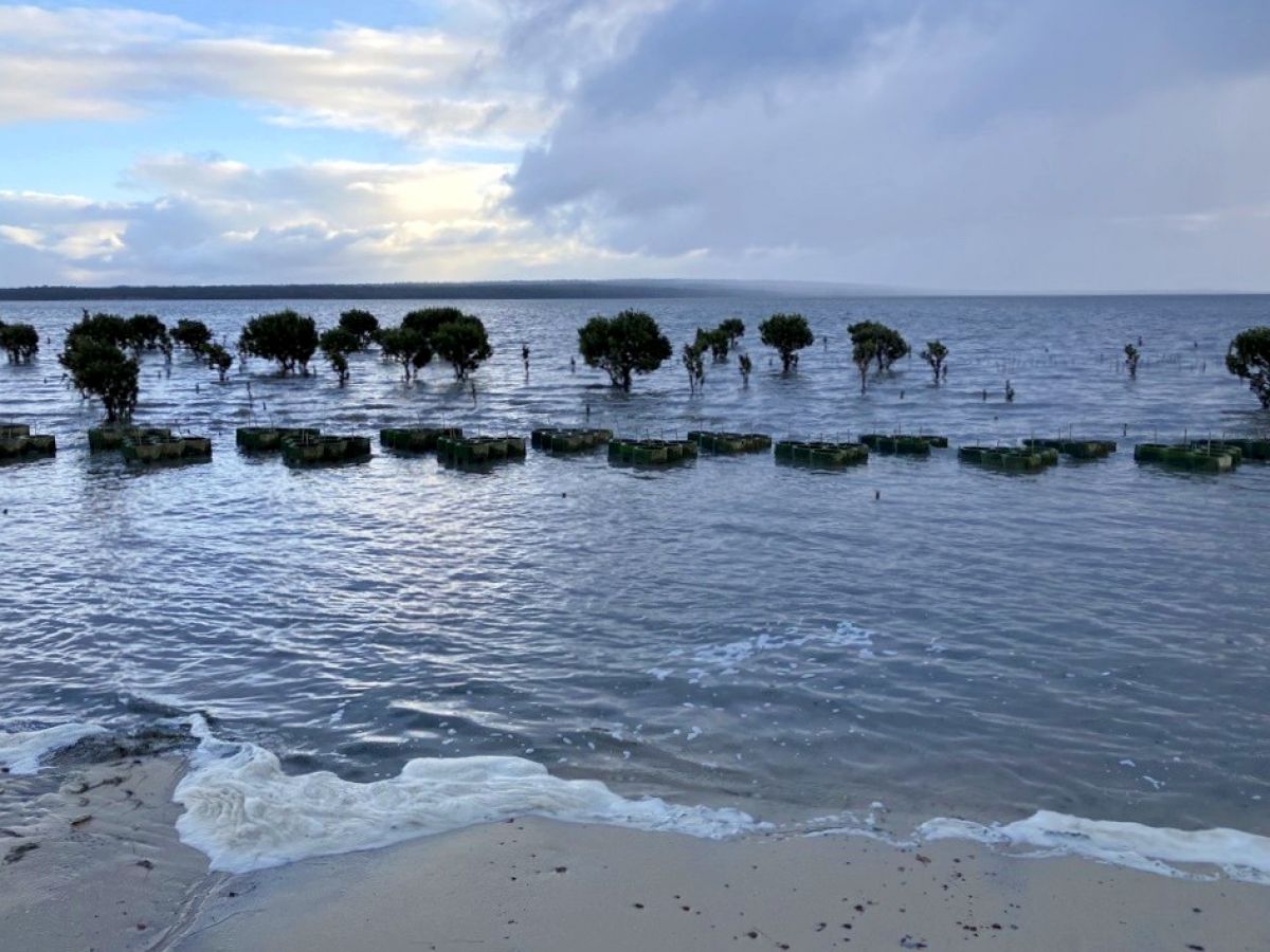 Jam Jerrup - hybrid coastal protection (mangrove planters)