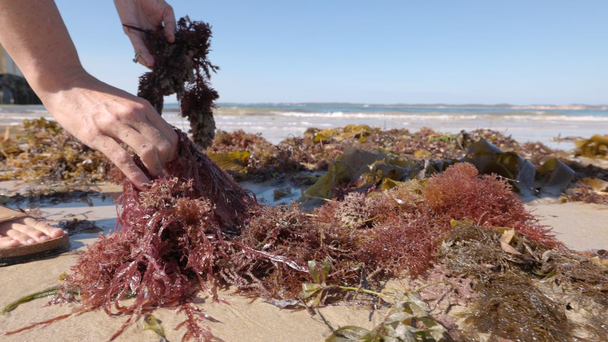 Seaweed on beach