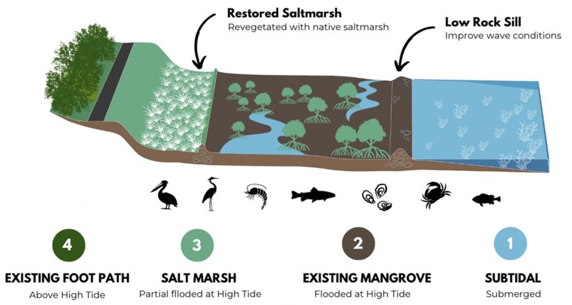 A diagram of salt marsh. 
