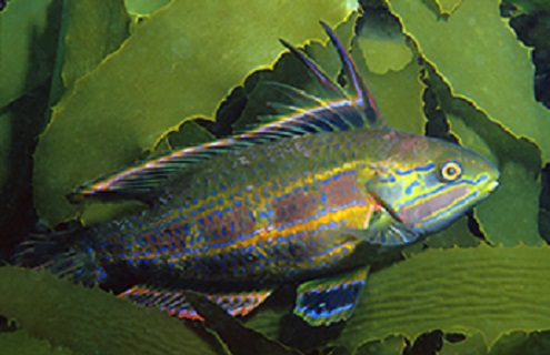 Port Phillip Bay Fish Species Chart