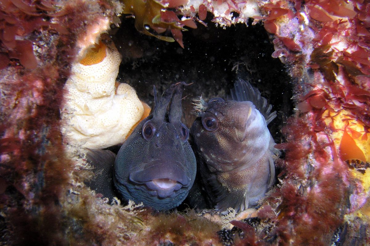 Tasmanian Blennies