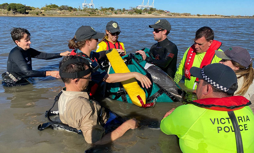 Image of 8 people, assisting with a dolphin emergency in the water