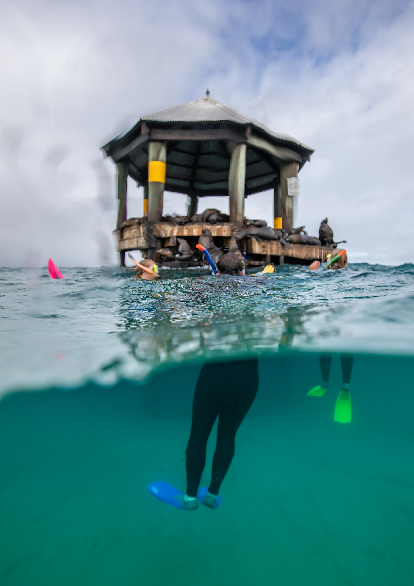 Image of snorkellers looking at seals on a platform in Port Phillip Bay