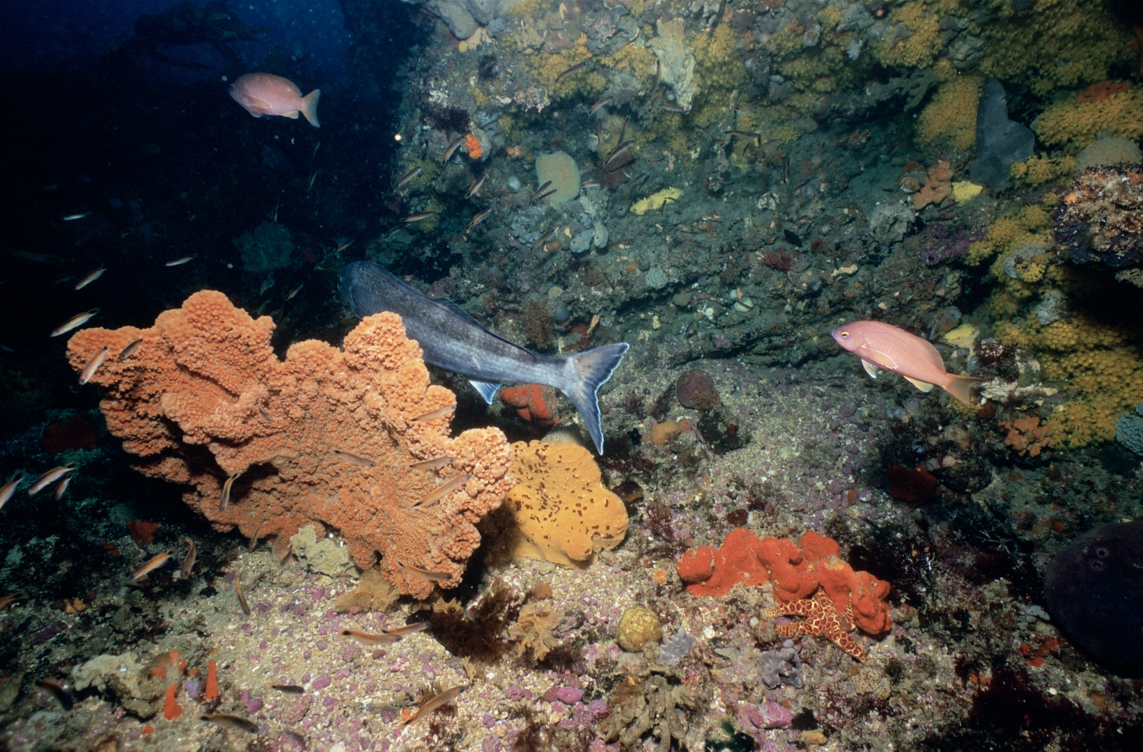 Underwater image