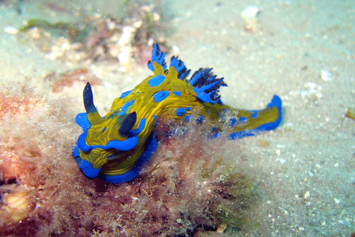 Verco Nudibrand Blagowrie Marina