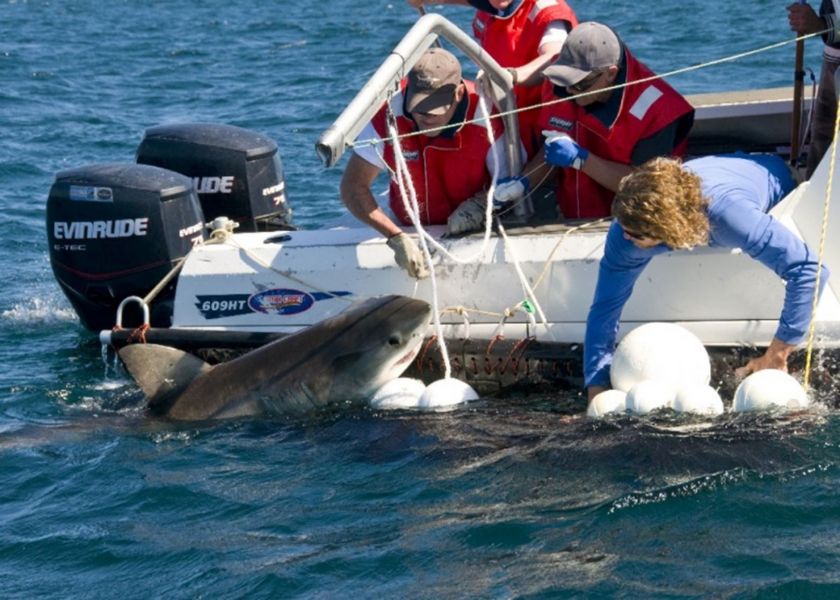 Four people in a motor boat. Three people wearing orange life vests, holding ropes attached to white floats and a shark, which is partly out of the water. Another person wearing blue is leaning over the boat, holding onto floats, looking across at the shark.