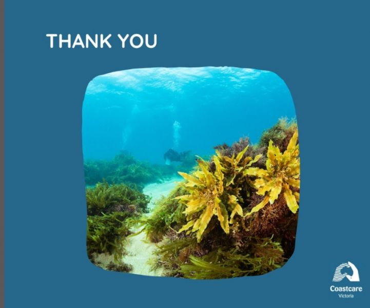 The words 'THANK YOU' on a blue background, with an underwater image of seaweed and person snorkelling in the background. 