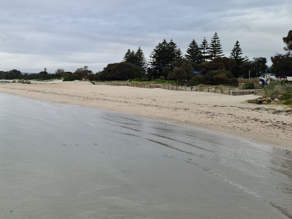 Beach scene with pine trees
