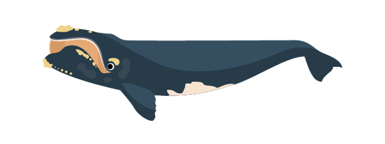 Southern right whale cartoon image