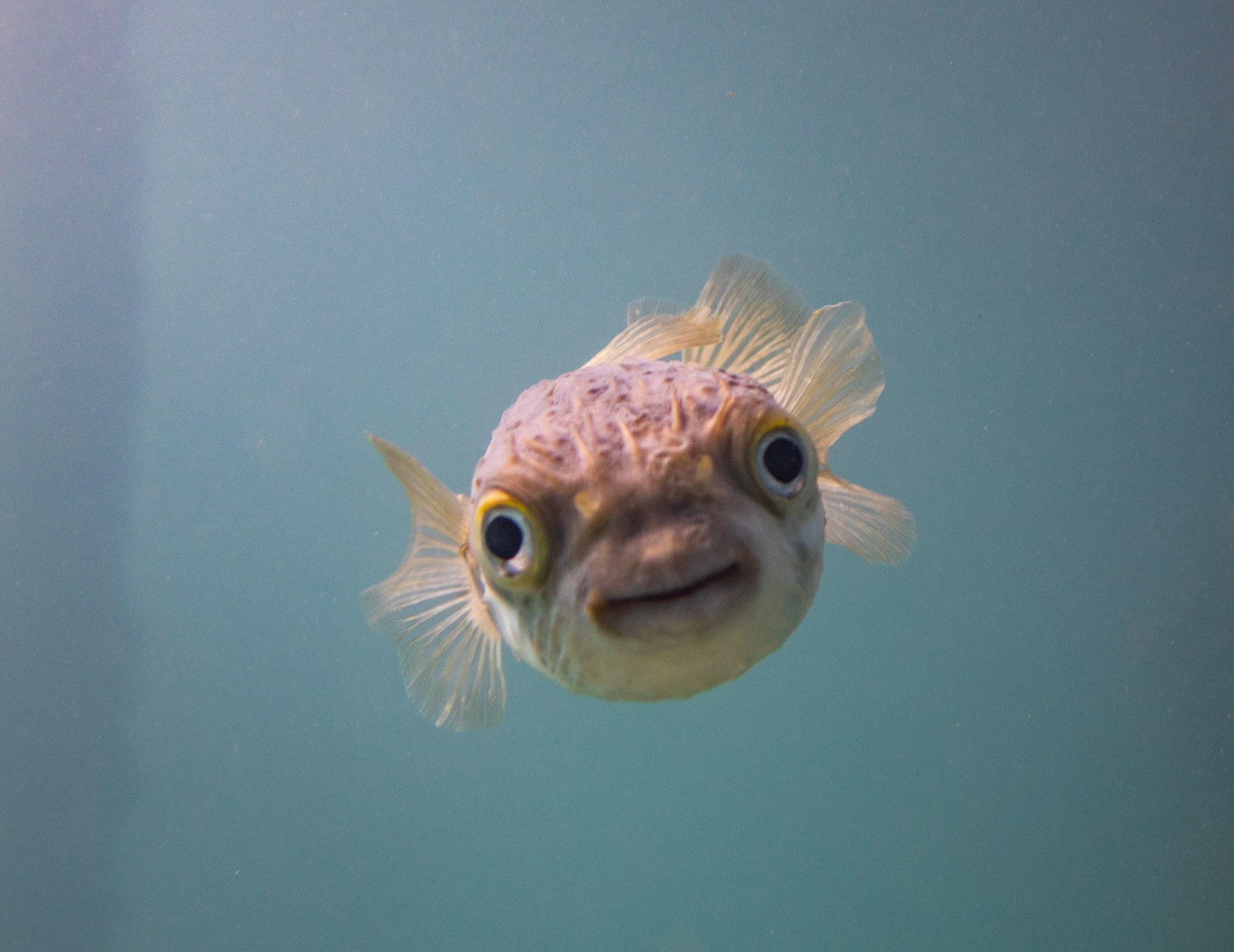 Image of a pufferfish, front and center staring at the camera
