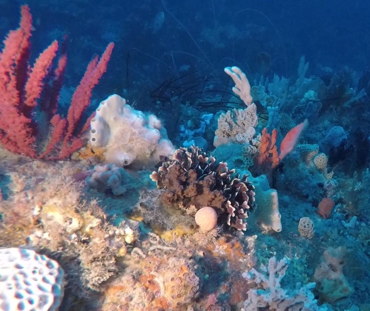 Roaring Meg Deep diving spot off Wilsons Prom showing diversity of habitats