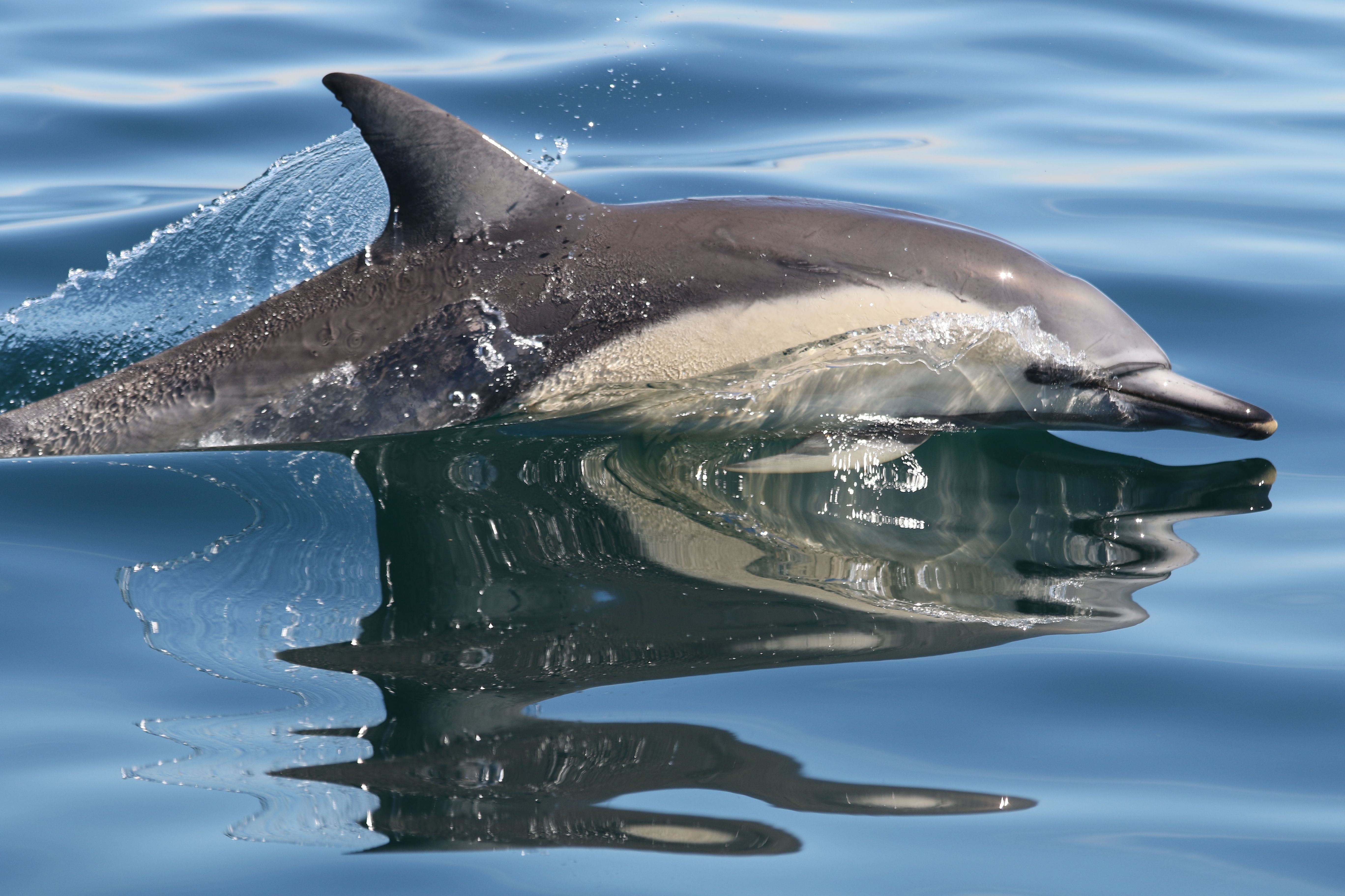 Image of Common Dolphin slightly leaping out of the water
