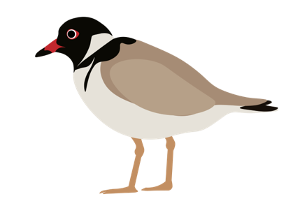 Hooded plover cartoon image