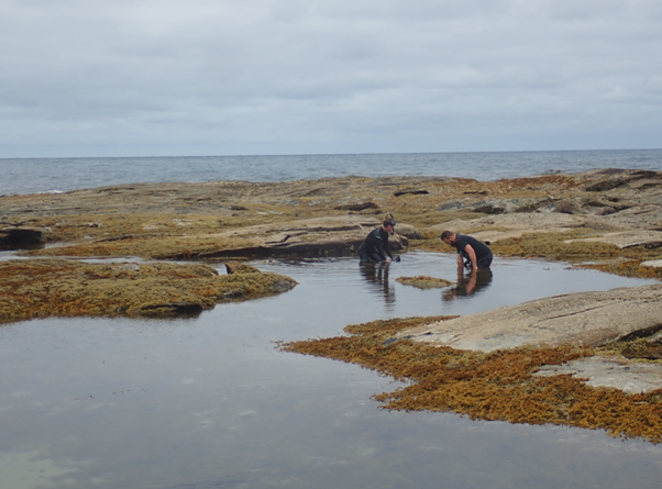 Image of two people standing in a rock pool looking into the water