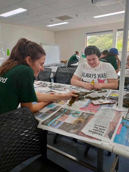 Two participants exploring kelp in the lab