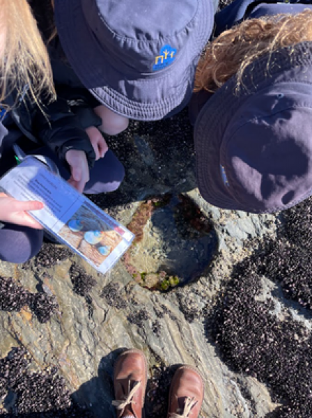 Students looking at rockpools.