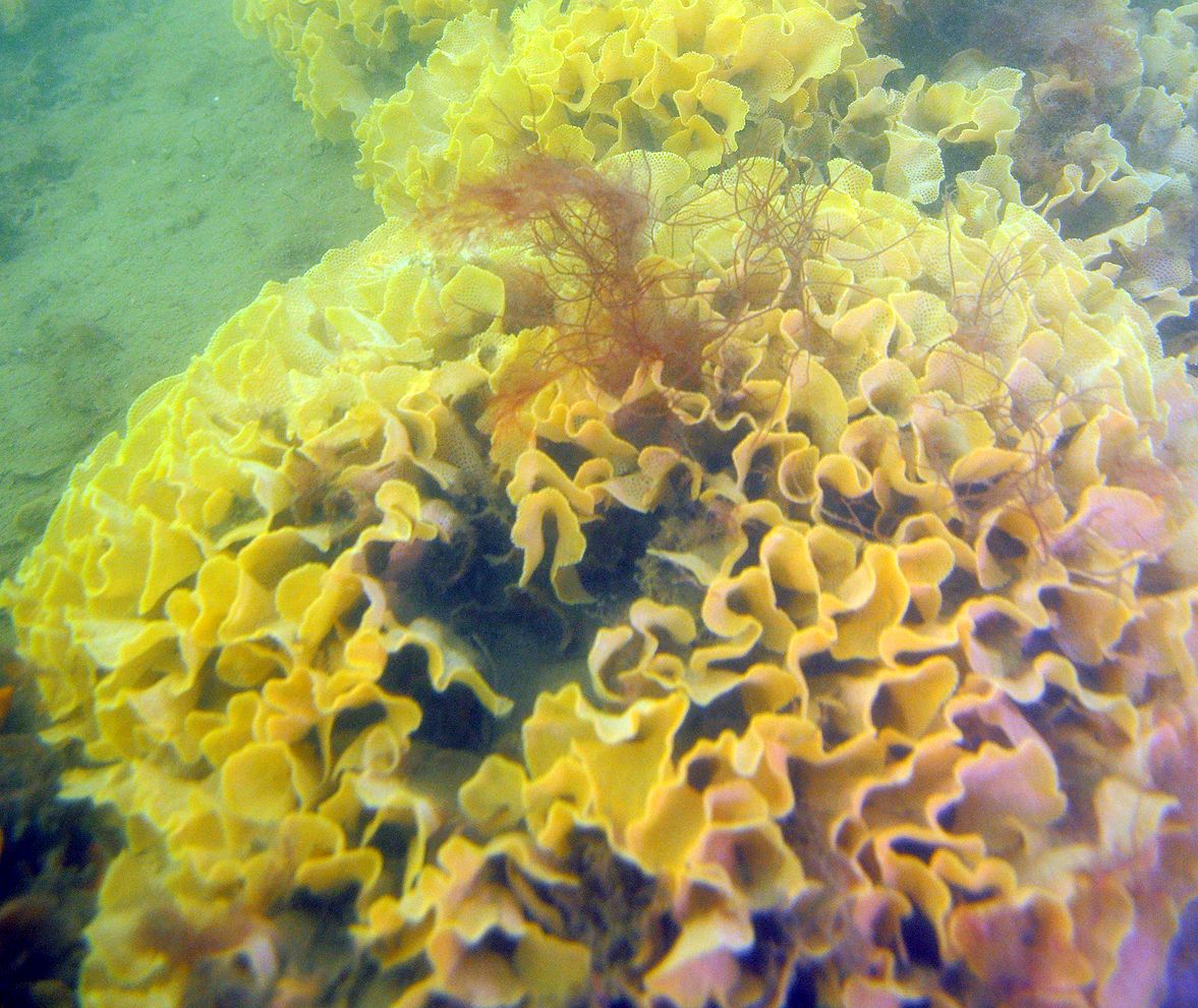 Bryozoan Reefs (c) Adrian Flynn FFG listed unique bryozoan reefs in Western Port (c) Adrian Flynn