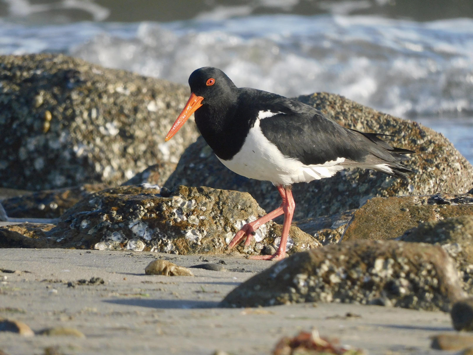 Image of an Oystercatcher bird walking on a beach amongst some rocks