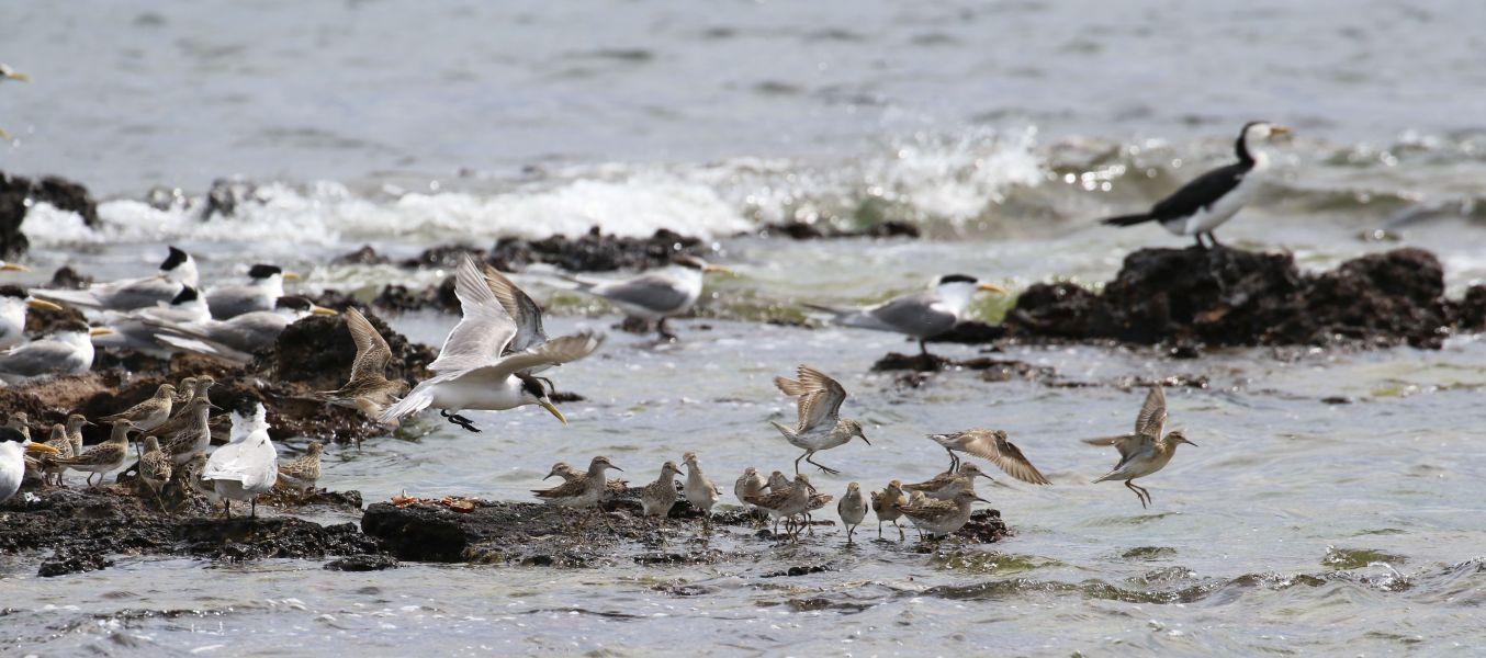 Birds flying over the water.