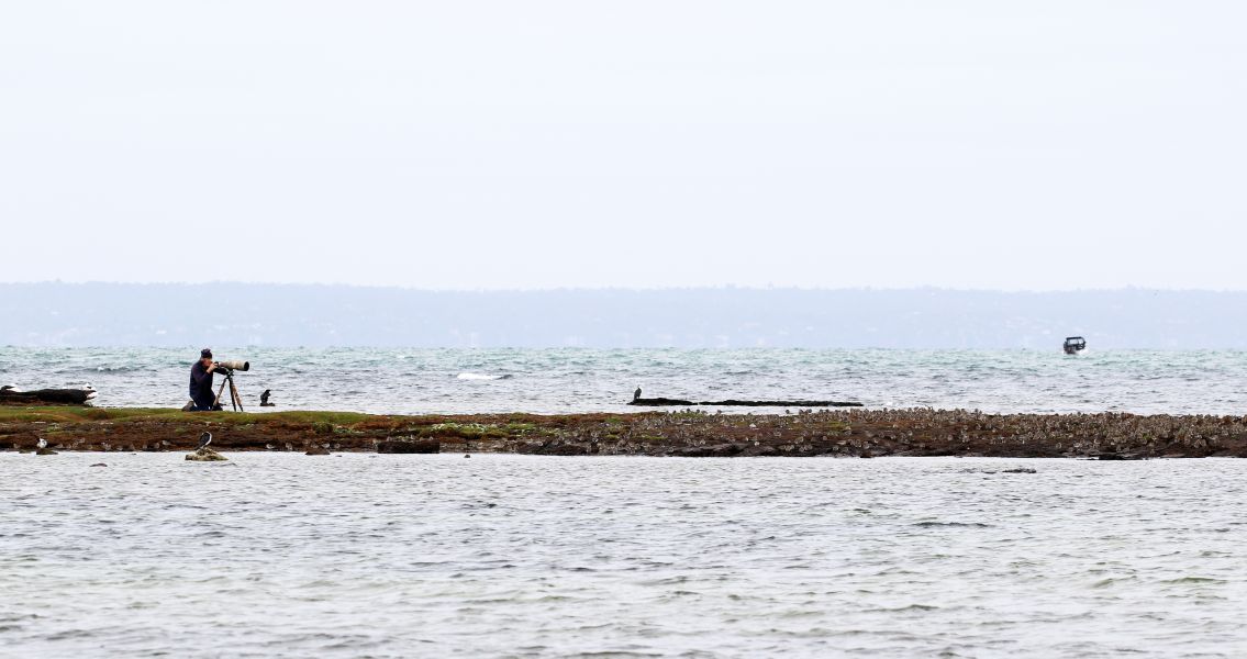 A person taking photos of birds in water.