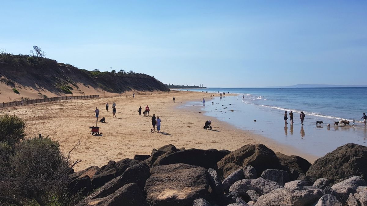 People on the beach with their dogs.