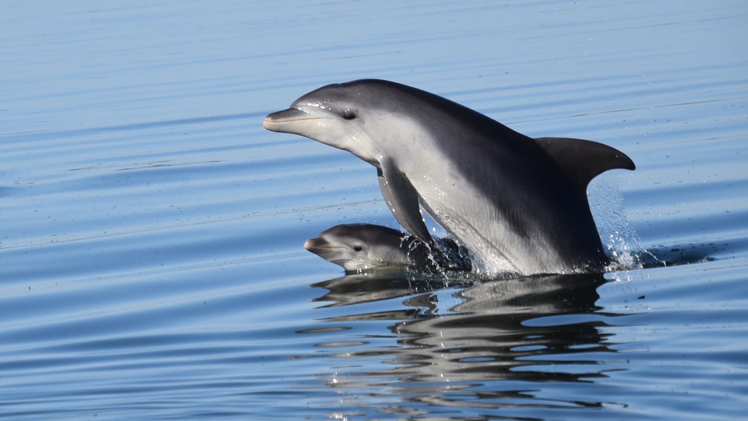 2 Burrunan Dolphins emerging out of the water