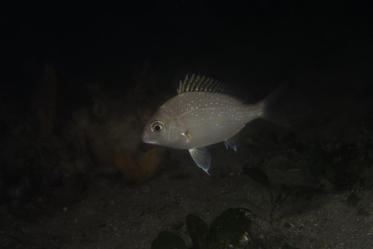 Photograph of a snapper swimming.