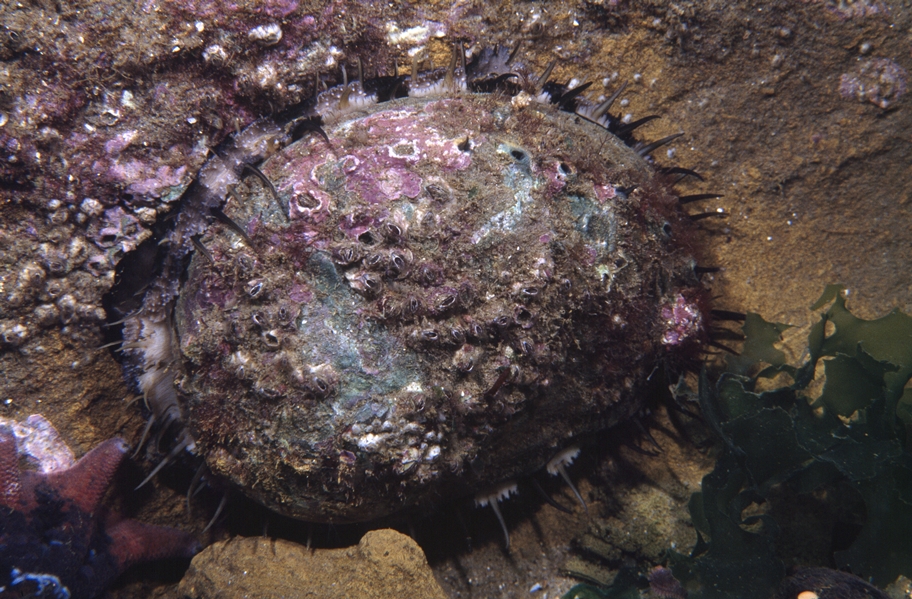 Image of Abalone, outside shell attached to a rock