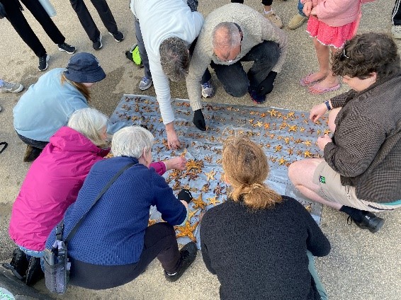 Image of community members grouped around sea stars on a sheet, identifying marine pests