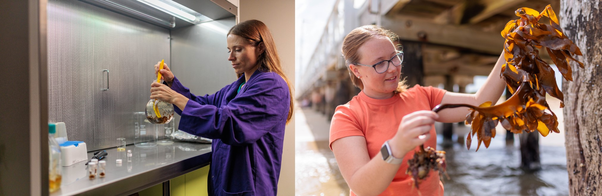 Image on left; a female near a fumehood in a laboratory, stirring kelp, biobank cultures in a bulbous beaker. Image on right; female holding out audlt sized kelp Ecklonia radiata with beach background, examining for reproductive tissue 