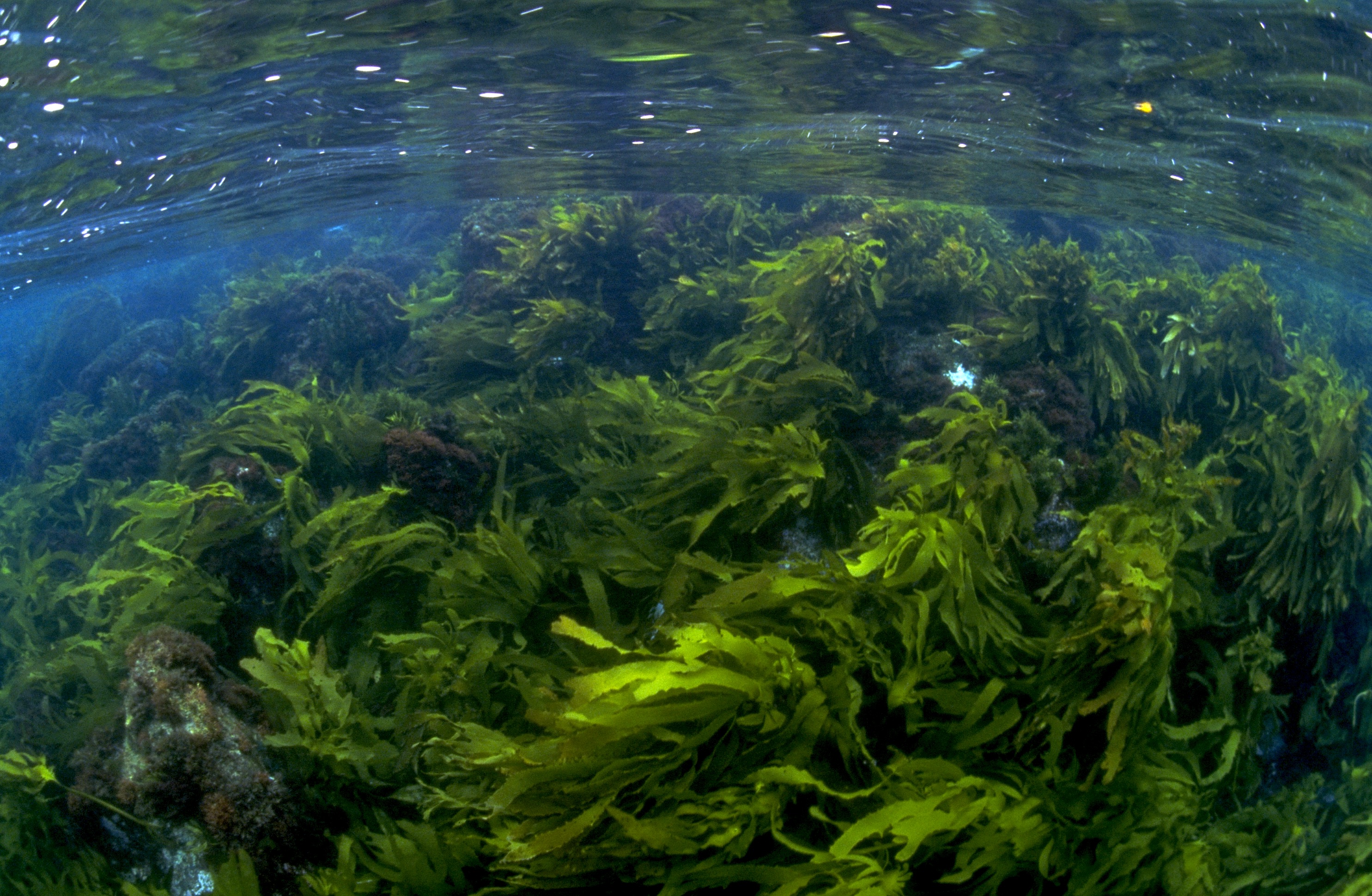 Ecklonia radiata (Leather Kelp), Pope's Eye. Photographer: Mary Malloy