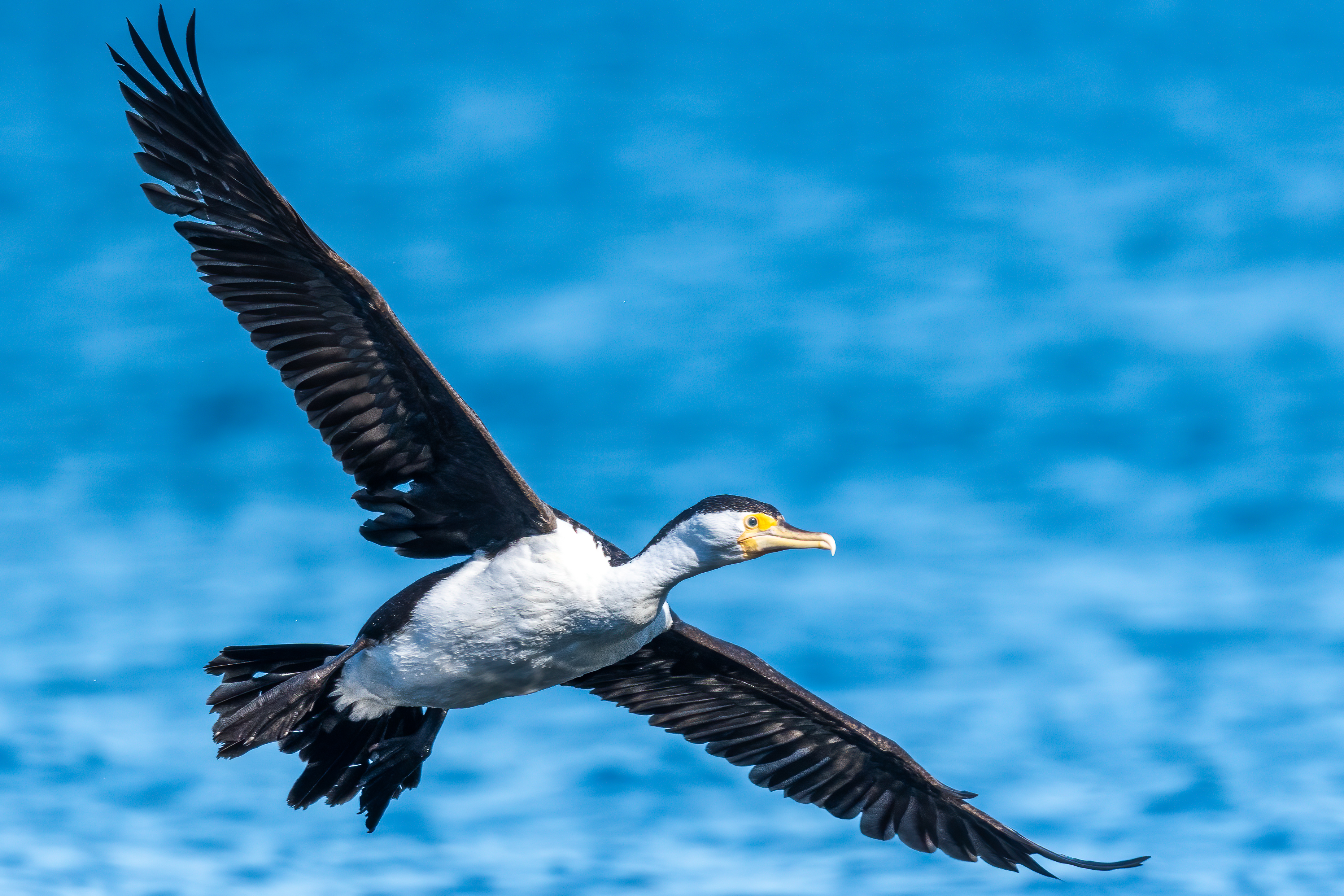 Photo of a cormorant flying across water