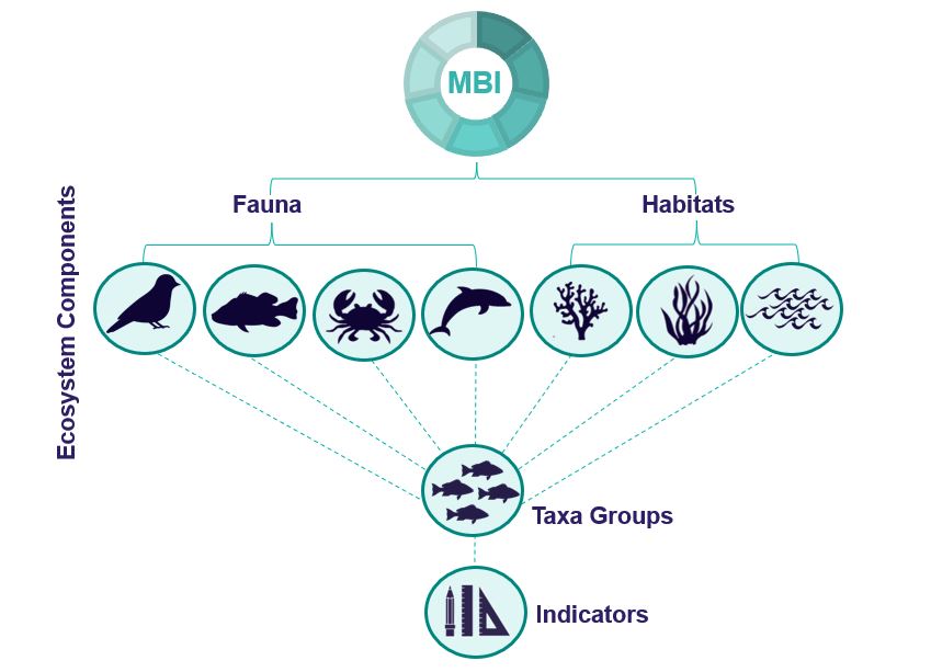 Image of Marine Biodiversity Index hierarchy of ecosystem components