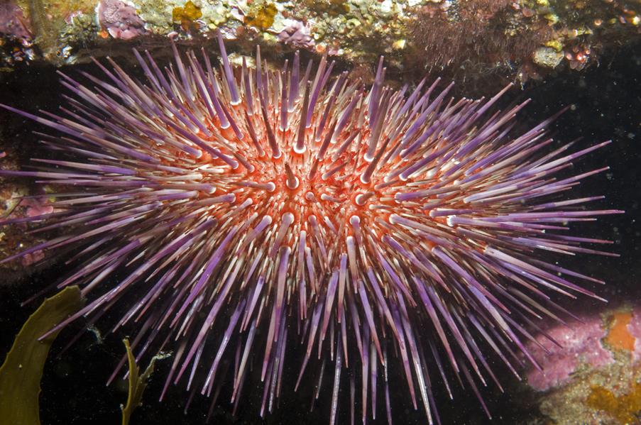 Image of a sea urchin amongst some rocks
