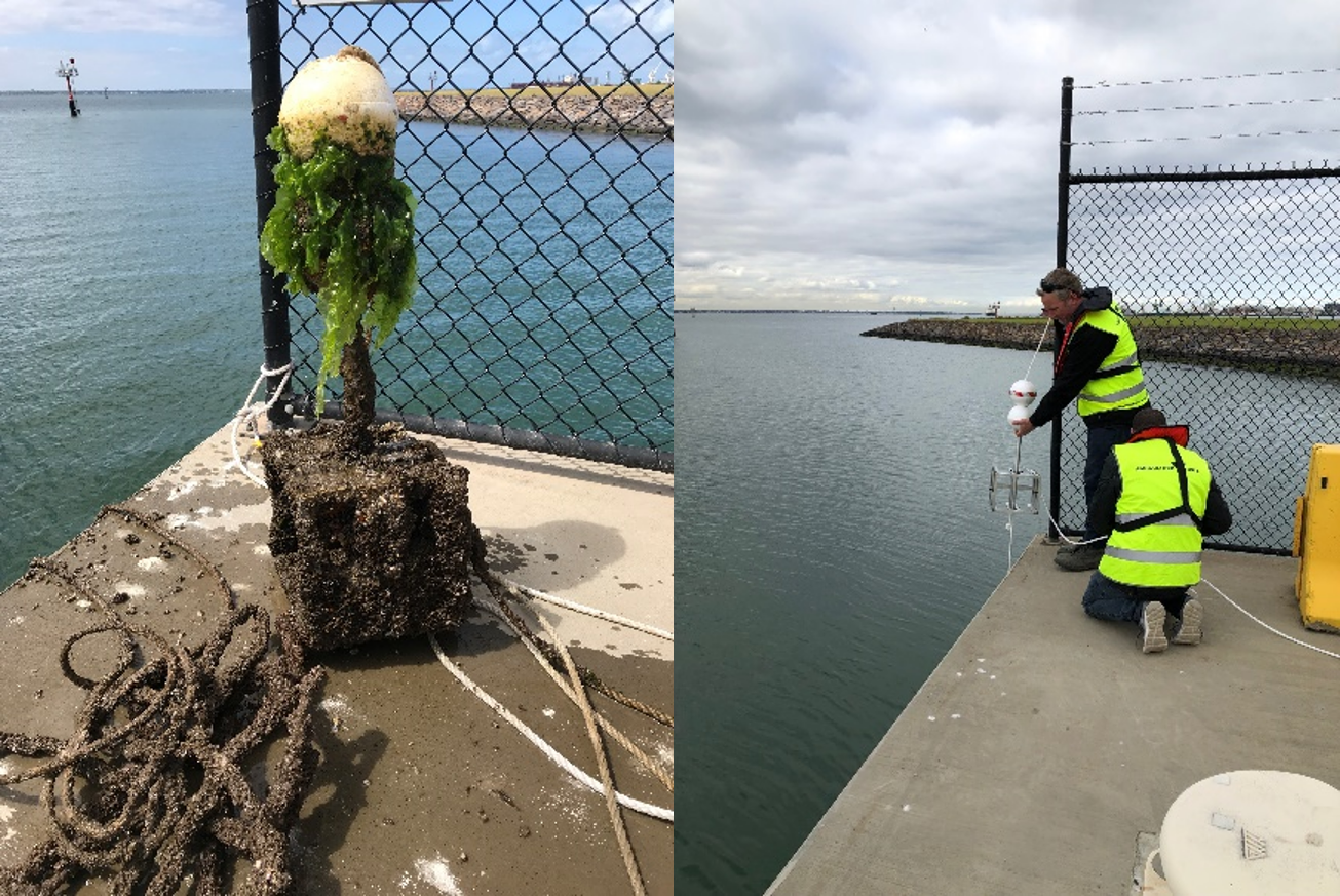 Two images of a marine biosecurity surveillance device, one clean and one colonised by algae and other organisms being inspected