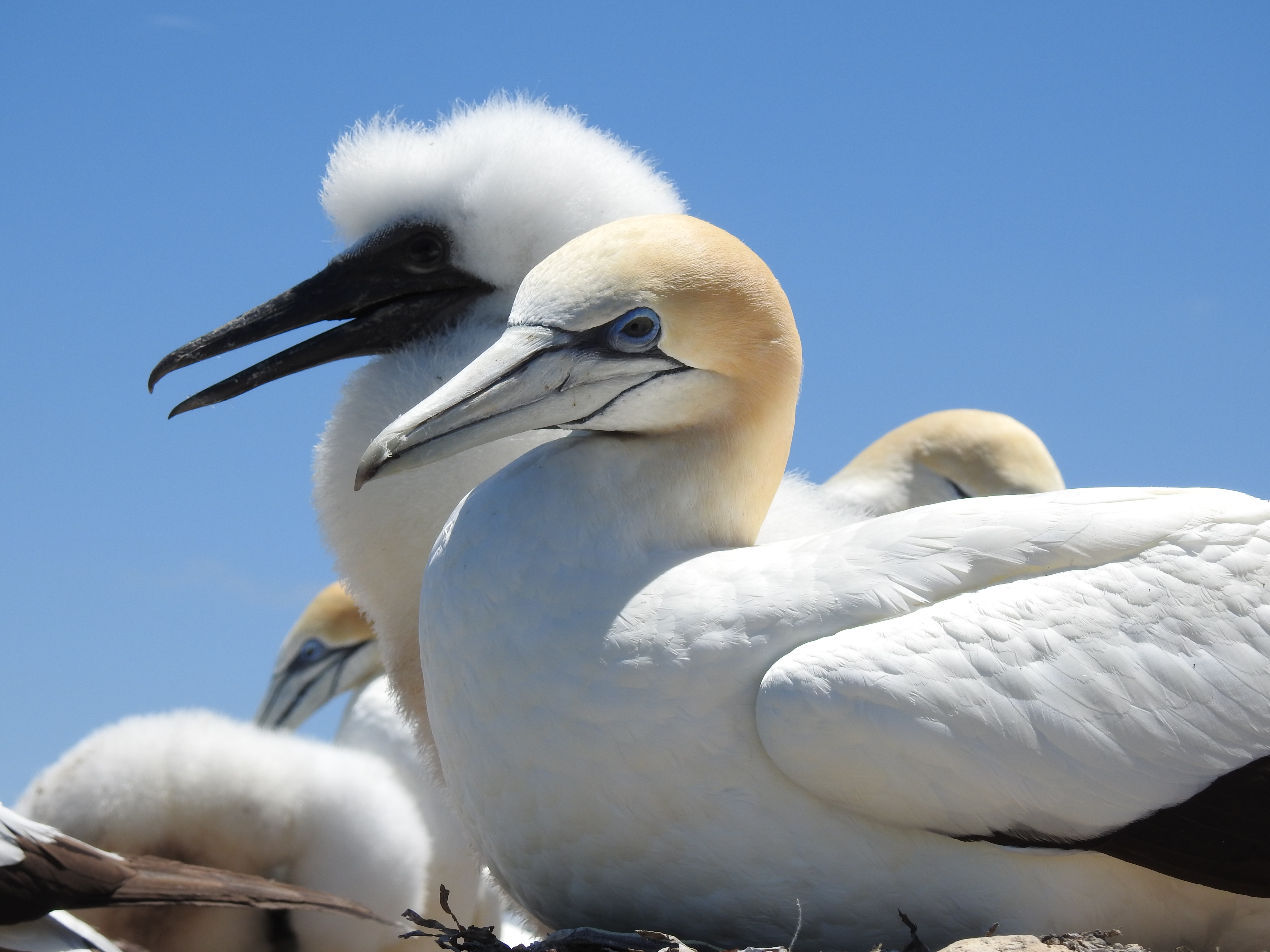 Two Australasian Gannett birds sitting facing the left with some other gannetts in the background