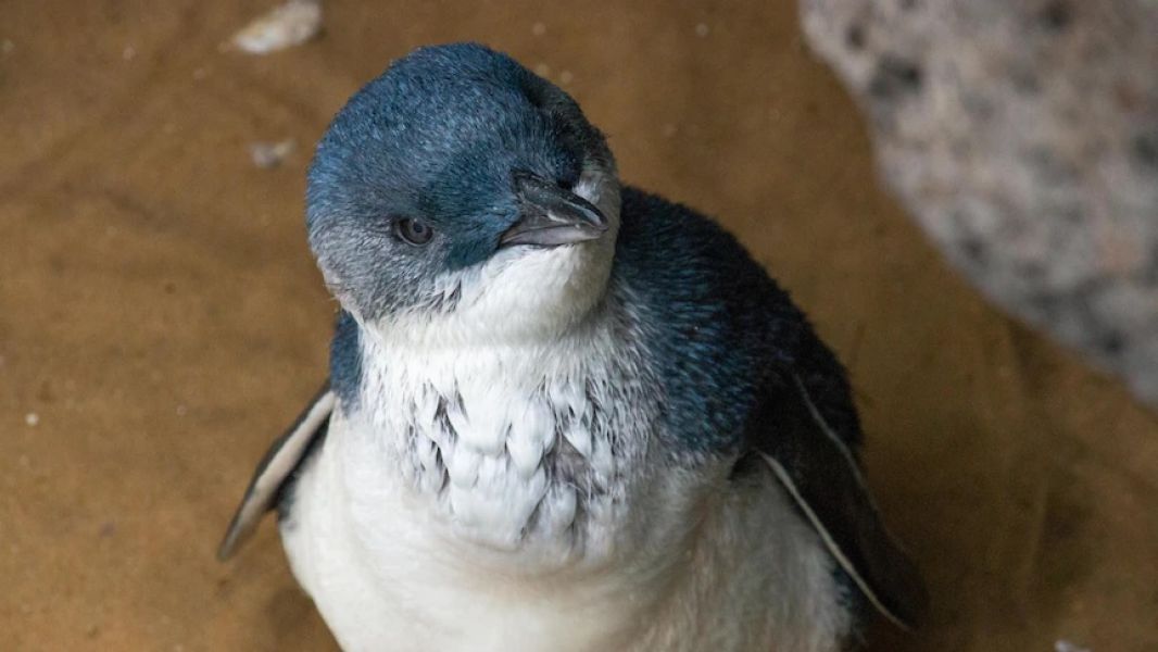 Image of a Little Penguin, looking up to the camera