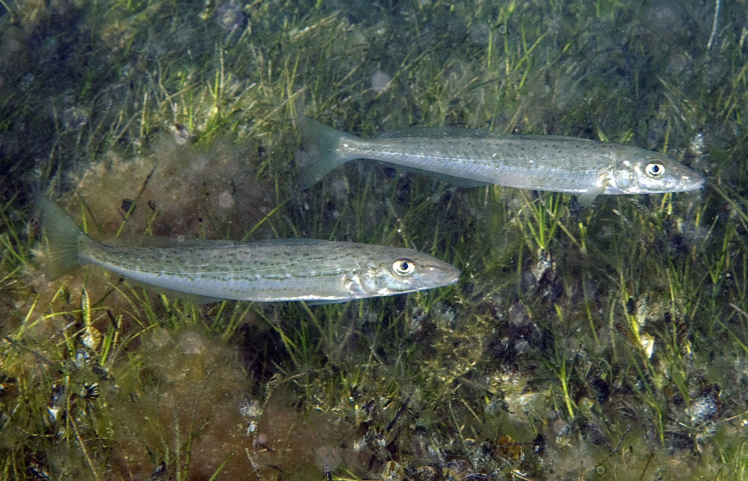 Photo of two King George Whiting swimming
